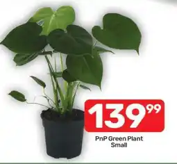 Pick n Pay PnP Green Plant Small offer