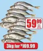 Boxer Loose fish offer