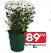 Pick n Pay Pnp chrysanthemum offer