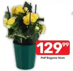 Pick n Pay PnP Begonia offer