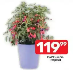 Pick n Pay PnP Fuschia Potplant offer