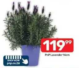 Pick n Pay PnP Lavender offer