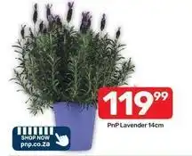 Pick n Pay Lavender offer