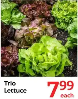 Oxford Freshmarket Trio Lettuce offer