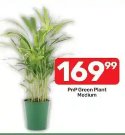 Pick n Pay PnP Green Plant Medium offer