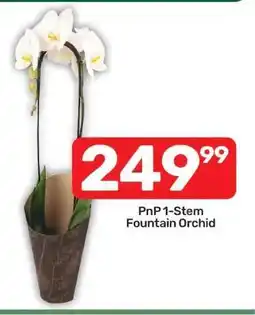 Pick n Pay PnP 1-Stem Fountain Orchid offer