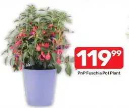 Pick n Pay PnP Fuschia Pot Plant offer