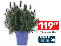 Pick n Pay PnP Lavender offer