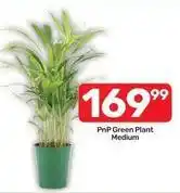 Pick n Pay Green plant medium offer