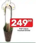 Pick n Pay 1-stem fountain orchid offer
