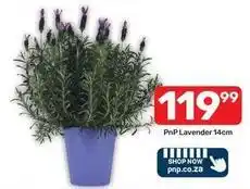 Pick n Pay Lavender offer