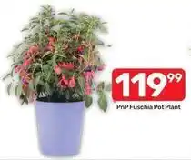 Pick n Pay Pnp fuschia pot plant offer