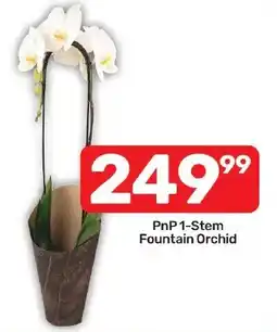 Pick n Pay Liquor PnP 1-Stem Fountain Orchid offer