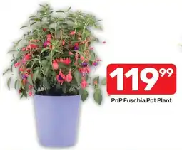 Pick n Pay Liquor PnP Fuschia Pot Plant offer