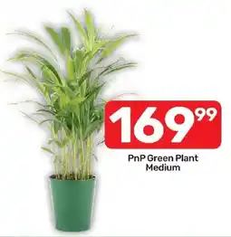 Pick n Pay Liquor PnP Green Plant Medium offer