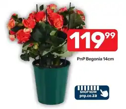 Pick n Pay Hypermarket PnP Begonia 14cm offer
