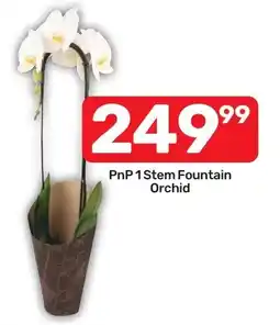 Pick n Pay Hypermarket PnP 1 Stem Fountain Orchid offer