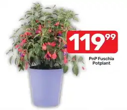 Pick n Pay Hypermarket PnP Fuschia Potplant offer