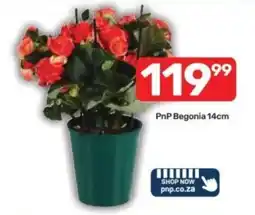 Pick n Pay PnP Begonia offer