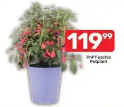 Pick n Pay PnP Fuschia Potplant offer