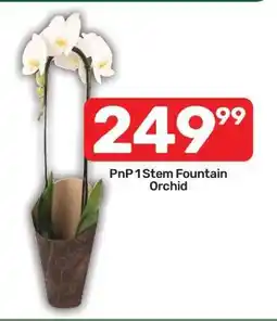 Pick n Pay PnP 1-Stem Fountain Orchid offer
