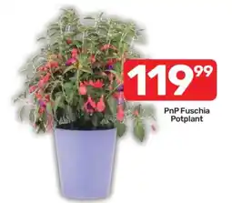 Pick n Pay PnP Fuschia Potplant offer
