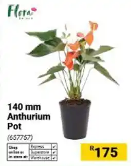 Builders Warehouse Flora Anthurium offer