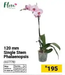 Builders Warehouse Flora 120 mm Single Stem Phalaenopsis offer