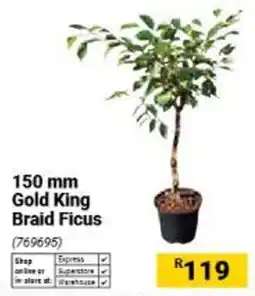 Builders Warehouse 150 mm Gold King Braid Ficus offer