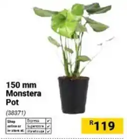Builders Warehouse 150 mm Monstera Pot offer