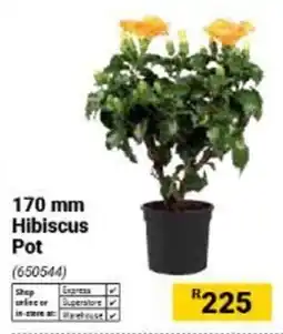 Builders Warehouse Hibiscus Pot offer