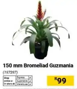 Builders Warehouse 150 mm Bromeliad Guzmania offer