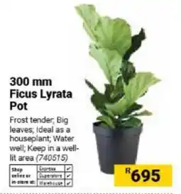Builders Warehouse Ficus Lyrata Pot offer