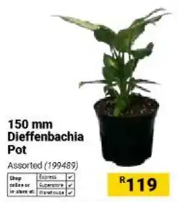 Builders Warehouse Dieffenbachia Pot Assorted offer