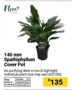 Builders Warehouse 140 mm Spathiphyllum Cover Pot offer