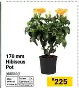 Builders Warehouse 170 mm Hibiscus Pot offer