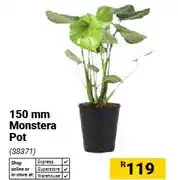 Builders Warehouse 150 mm Monstera Pot offer