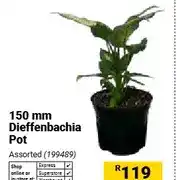 Builders Warehouse 150 mm Dieffenbachia Pot offer