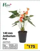 Builders Warehouse 140 mm Anthurium Pot offer