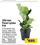 Builders Warehouse 300 mm Ficus Lyrata Pot offer