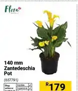 Builders Warehouse 140 mm Zantedeschia Pot offer