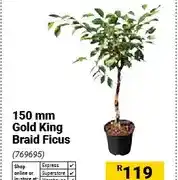 Builders Warehouse 150 mm Gold King Braid Ficus offer