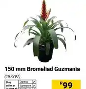 Builders Warehouse 150 mm Bromeliad Guzmania offer