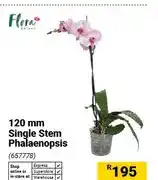 Builders Warehouse 120 mm Single Stem Phalaenopsis offer