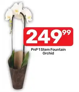 Pick n Pay Liquor PnP 1 Stem Fountain Orchid offer