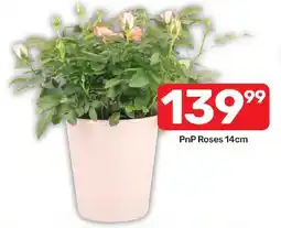 Pick n Pay Hypermarket PnP Roses 14cm offer