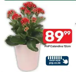 Pick n Pay PnP Calandiva 12cm offer