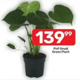 Pick n Pay PnP Small Green Plant offer