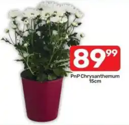 Pick n Pay PnP Chrysanthemum offer