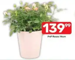 Pick n Pay PnP Roses 14cm offer